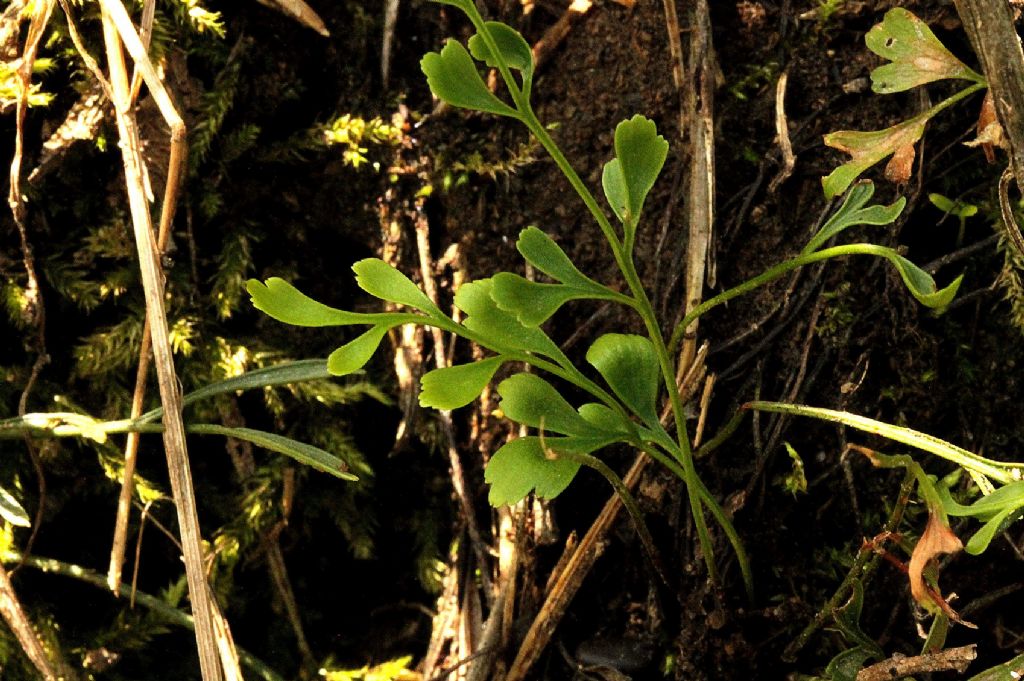 Asplenium ruta-muraria